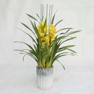 大花蕙兰-黄金岁月-三箭