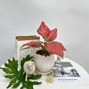 如意皇后（白盆）