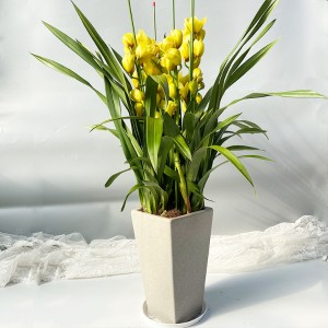 大花蕙兰-黄金岁月