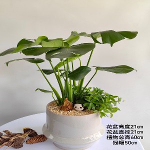 小盆栽- 同城花易购