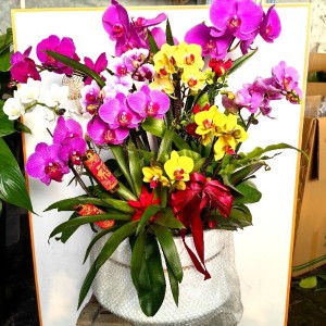 蝴蝶兰-全家福组合