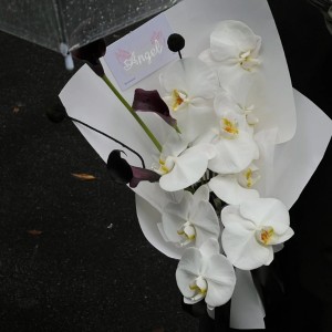 极简蝴蝶兰混搭花