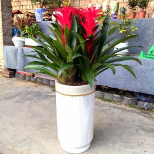 鸿运当头三件组